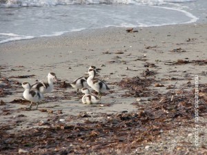 13101074_10207909326485275_1010400823_n