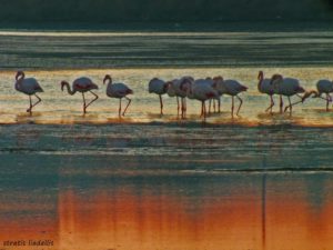 1526624_490189877764599_209664747_n