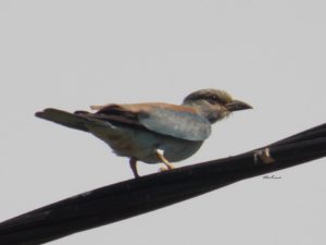 14192116_10208883281753548_6859866461683471328_n