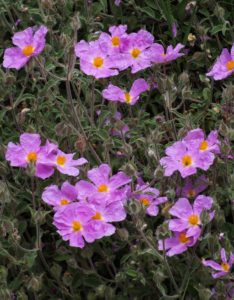 cistus-creticus