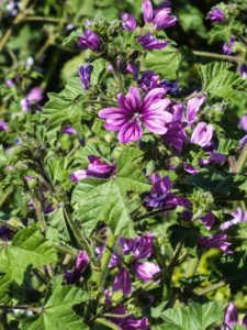 malva-sylvestris