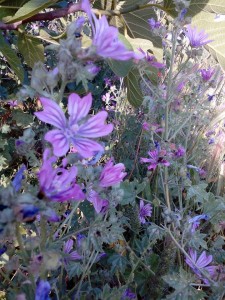 Malva sylvestris