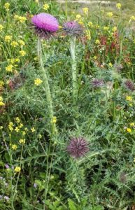 onopordum-illyricum2