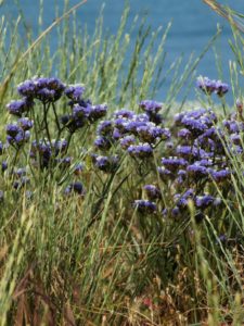 %ce%b1%ce%bc%ce%ac%cf%81%ce%b1%ce%bd%cf%84%ce%b1-_limonium-sinuatum-%ce%bb%ce%b5%ce%b9%ce%bc%cf%8e%ce%bd%ce%b9%ce%bf-%cf%84%ce%bf-%ce%b4%ce%b1%ce%bd%cf%84%ce%b5%ce%bb%cf%89%cf%84%cf%8c