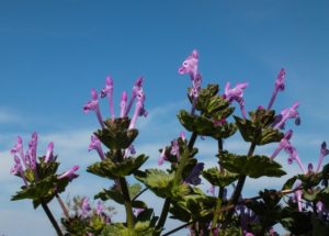 %ce%bb%ce%ac%ce%bc%ce%b9%ce%bf%ce%bd-%cf%84%ce%bf-%cf%80%ce%b5%cf%81%ce%af%ce%b2%ce%bb%ce%b1%cf%83%cf%84%ce%bf%ce%bd-_lamium-amplexicaule