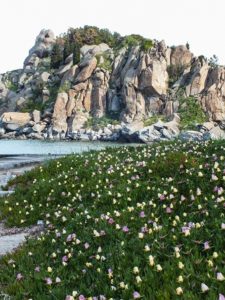 %ce%bc%cf%80%ce%bf%cf%8d%ce%b6%ce%b9-_carpobrotus-edulis