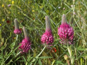 %cf%84%cf%81%ce%b9%cf%86%cf%8d%ce%bb%ce%bb%ce%b9%ce%bf%ce%bd-%cf%84%ce%bf-%ce%b5%cf%81%cf%85%ce%b8%cf%81%cf%8c%ce%bd-_trifolium-purpureum