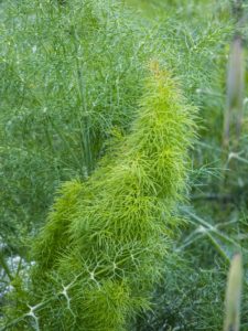 %cf%86%ce%bf%ce%b9%ce%bd%ce%af%ce%ba%ce%bf%cf%85%ce%bb%ce%bf%ce%bd-%cf%84%ce%bf-%ce%ba%ce%bf%ce%b9%ce%bd%cf%8c%ce%bd-%ce%bc%ce%ac%cf%81%ce%b1%ce%b8%ce%bf-_foeniculum-vulgare2