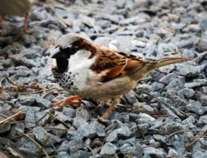 14287532_10206971670026818_1717858043_n