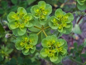 %ce%b5%cf%85%cf%86%cf%8c%cf%81%ce%b2%ce%b9%ce%b1-%ce%b3%ce%b1%ce%bb%ce%b1%cf%84%cf%83%ce%af%ce%b4%ce%b1-_euphorbia-sp