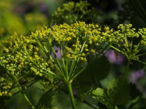 %ce%b5%cf%85%cf%86%cf%8c%cf%81%ce%b2%ce%b9%ce%b1-%ce%b3%ce%b1%ce%bb%ce%b1%cf%84%cf%83%ce%af%ce%b4%ce%b1-_euphorbia-sp-3