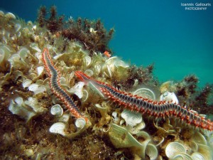 11143530_10204377328859475_7762432476660305161_n