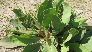 Limonium narbonense2