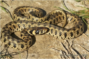 Χωρίς τίτλο