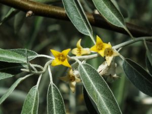 %cf%84%ce%b6%ce%b9%cf%84%ce%b6%ce%b9%cf%86%ce%b9%ce%ac