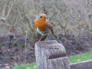 1798801_10202499001630535_112950130_n