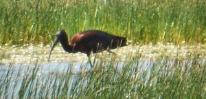 11174937_10205396528666900_8679264075196451382_n - Αντίγραφο