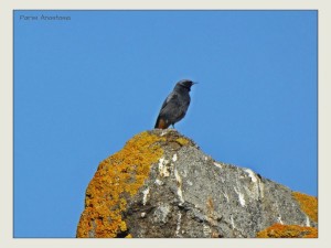 Καρβουνιάρης