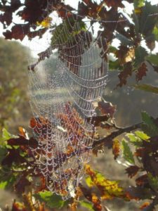 13082536_1110424512411657_1114642337483330171_n