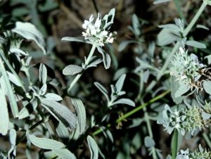 14330152_1106929119388020_6155999041282031385_n