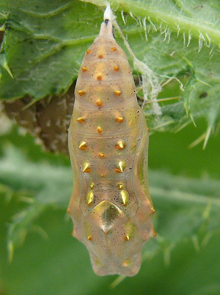 449px-vanessa_cardui_-_pupa_02_hs