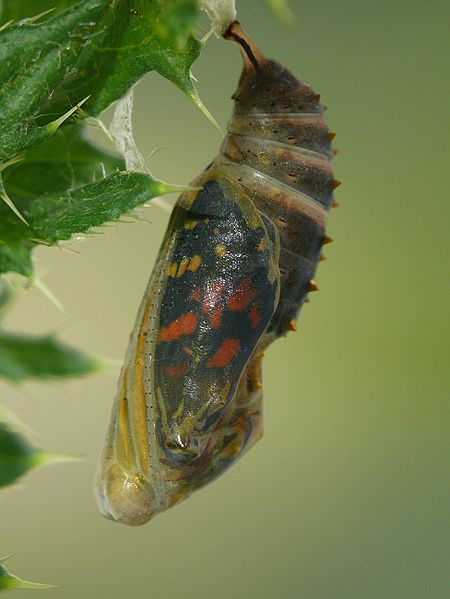 450px-vanessa_cardui_-_pupa_03_hs