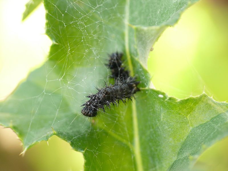 800px-vanessa_cardui_-_caterpillar_03_hs