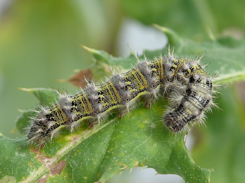 800px-vanessa_cardui_-_caterpillar_07_hs