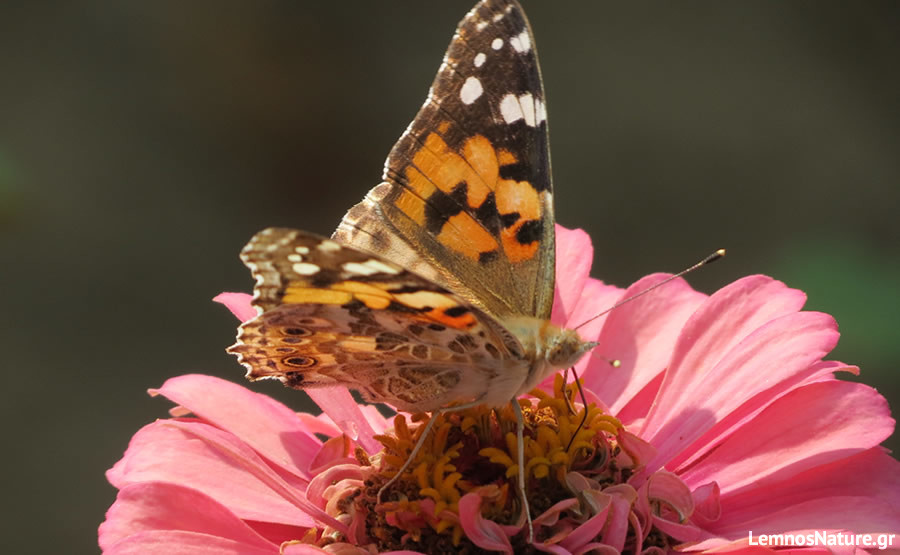 vanessa_cardui_limnos