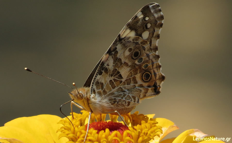 vanessa_cardui_greece