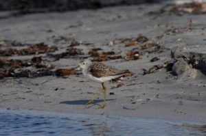 %cf%80%cf%81%ce%b1%cf%83%ce%b9%ce%bd%ce%bf%cf%83%ce%ba%ce%ad%ce%bb%ce%b7%cf%82