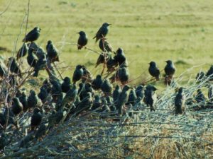 %cf%88%ce%b1%cf%81%cf%8c%ce%bd%ce%b9%ce%b1