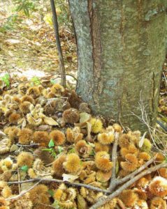 12191636_1516165238704964_3599003966195000860_n