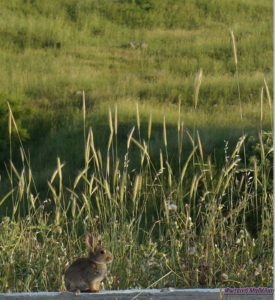 12814154_1578463109141843_7523860825710838488_n