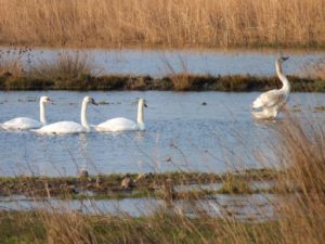 428052_161451463971777_1265989254_n