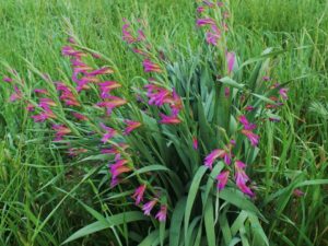 %ce%b3%ce%bb%ce%b1%ce%b4%ce%b9%cf%8c%ce%bb%ce%b5%cf%82