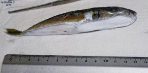 14632953_10211021365185840_6236435274228848263_n