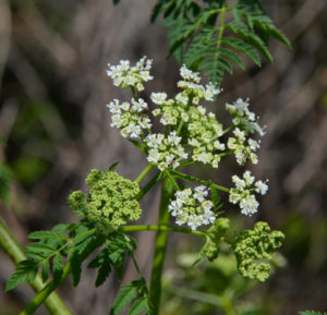conium-maculatum-big